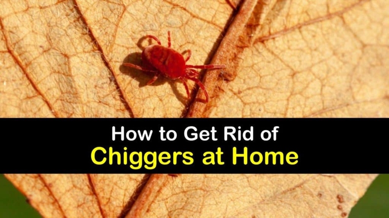 1. Keep your home clean and free of clutter to prevent chiggers from taking up residence.