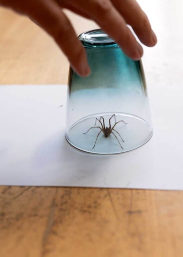 1. Start with a deep clean to remove any potential hiding spots for spiders.