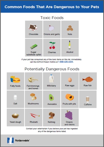 1 – Toxic Foods:

There are many common household foods that can be toxic to pets, so it's important to be aware of what to keep out of reach.