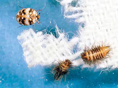 1. Vacuum your car thoroughly to remove any carpet beetles that may be present.