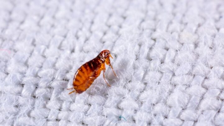 1. Vacuum your couch relentlessly to get rid of fleas.