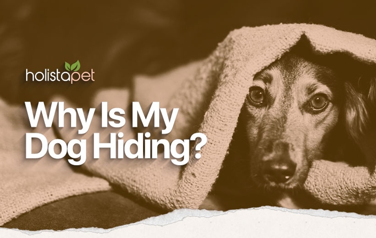 1. Your dog may be hiding under the couch because they feel safe and secure in their 