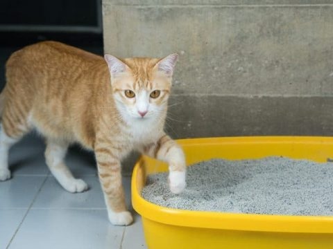 4. Keep Some Kitty Litter in Your Garage - Cats are attracted to the smell of kitty litter, so keeping a small amount in your garage can help keep them out.