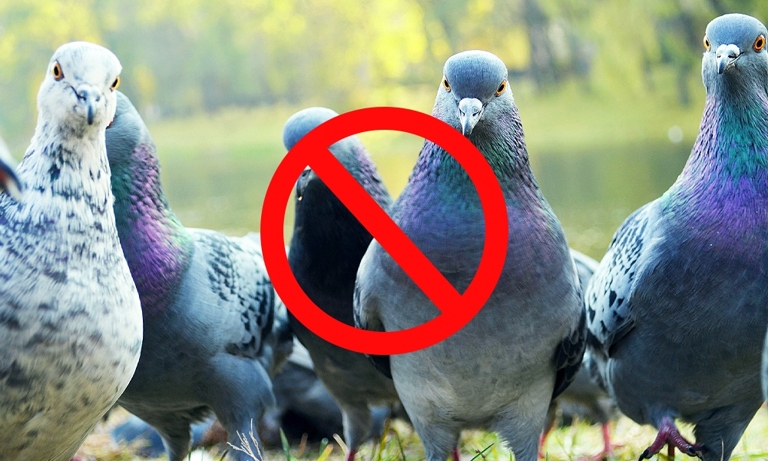 5. Follow the dotted line - If you have a bird problem and want to keep the birds away, try following this simple tip.