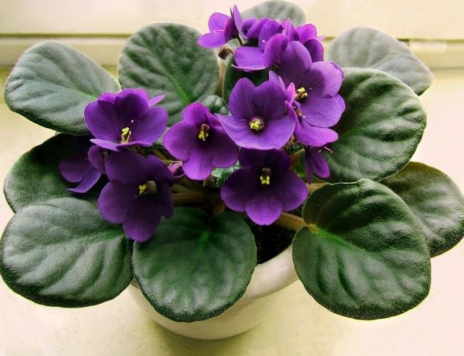 African violets are a type of plant that is safe for your kids to be around.