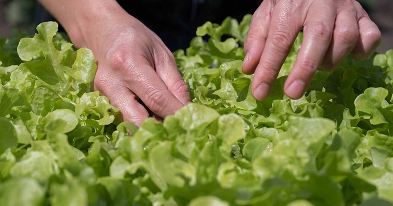 After harvesting your lettuce from the garden, it is important to properly clean and store the leaves to ensure they stay fresh.