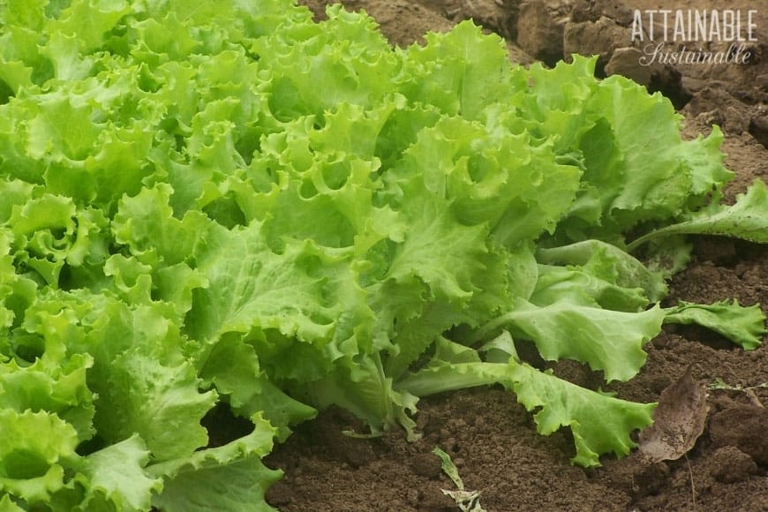 After you have harvested the lettuce from your garden, you will need to clean and store it properly to ensure that it stays fresh.
