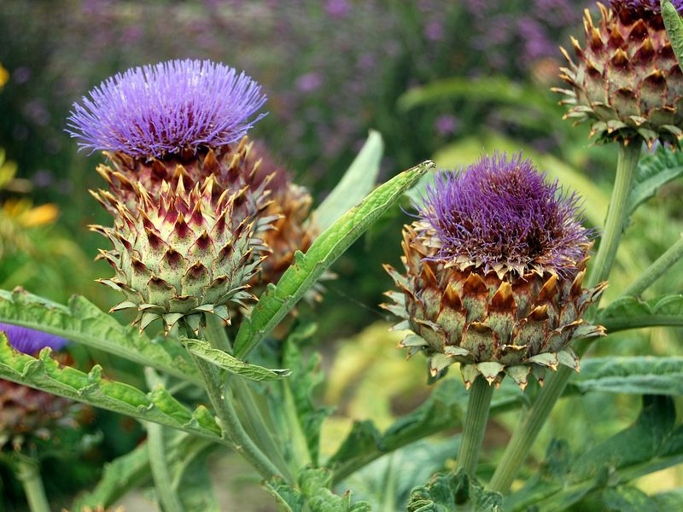 An artichoke is a flowering plant in the thistle family.