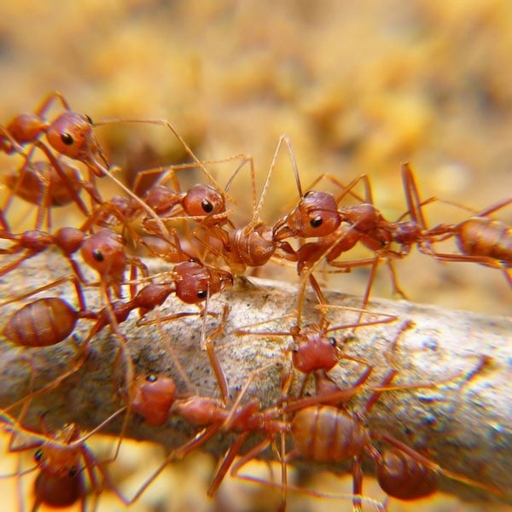 Ants are attracted to areas that provide them with food and shelter, so caulk is not a deterrent.
