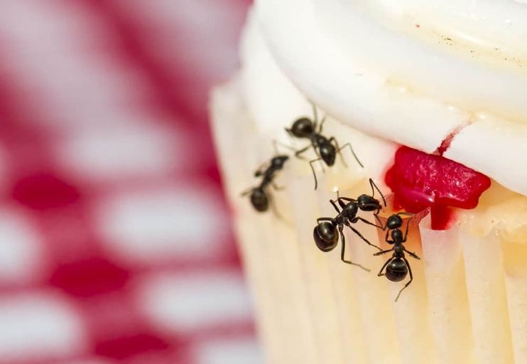 Be vigilant about cleaning up any spills or crumbs around your home, as ants are attracted to food sources.