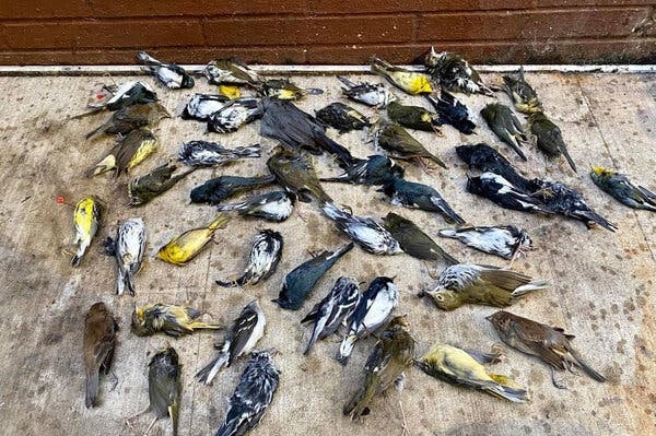 Birds are dying because of the pollution in the air.