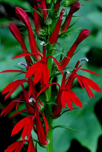 Cardinal flowers are beautiful, red flowers that are a favorite of hummingbirds.