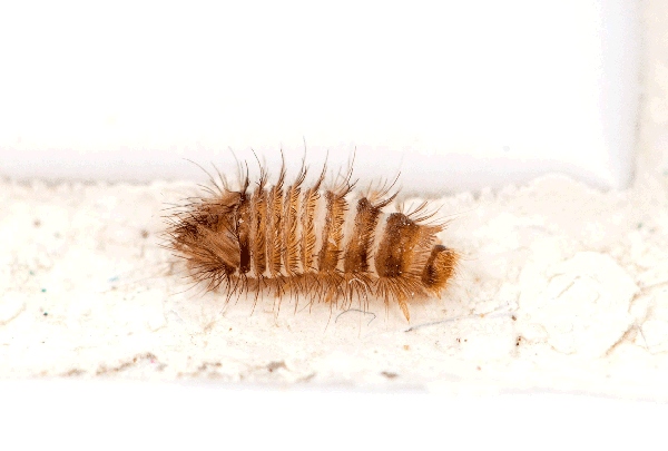 Carpet beetles are most often found in homes with a lot of fabric, such as upholstered furniture, carpets, and clothing.