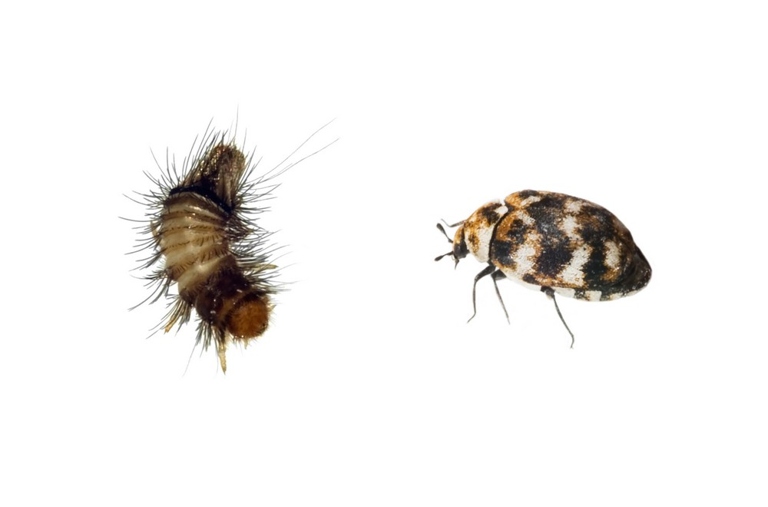 Carpet beetles are not only a nuisance, but they can also cause damage to your car's upholstery and carpeting.