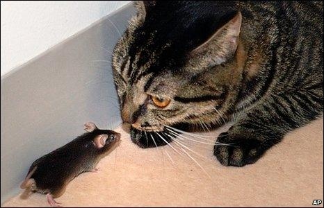 Cats and mice have different instincts when it comes to playing.
