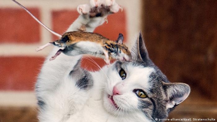 Cats play with mice because they are natural predators.