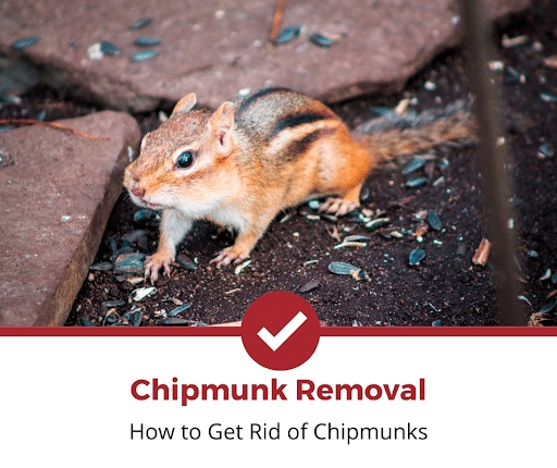 Chipmunks are attracted to areas with a lot of food, so the best way to repel them is to remove any potential food sources.