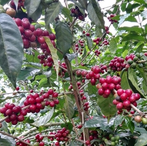 Coffee is harvested by hand picking the coffee cherries off the coffee plant.