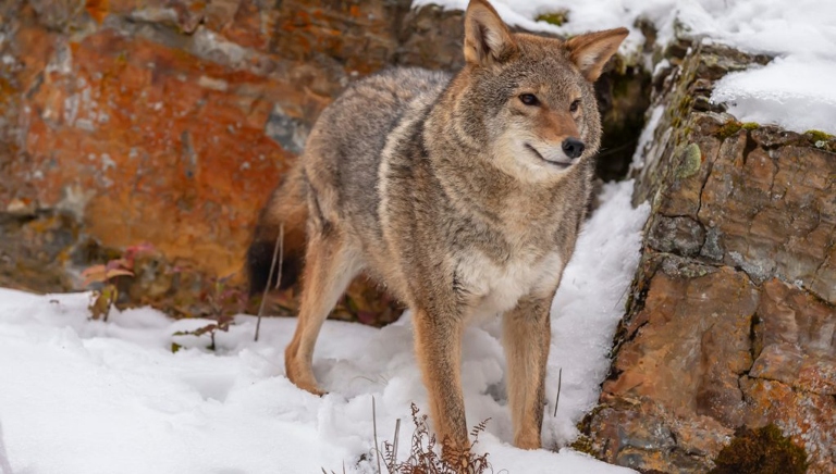 Coyotes are known to attack dogs in order to defend their territory.
