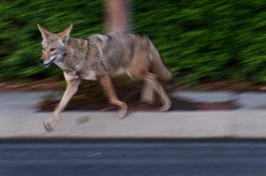 Coyotes are more likely to attack small dogs that they see as prey, so it's important to keep an eye on your furry friend when they're outside.