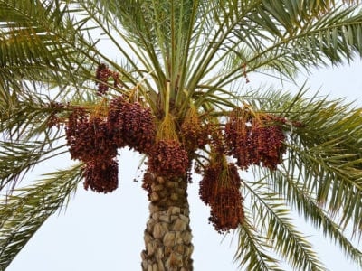 Dates are a type of fruit that grow on date palms.