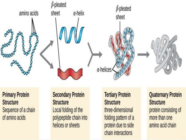 Denatured proteins are proteins that have been altered from their original state.