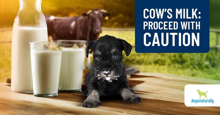 Dogs can have cow's milk, but it is not recommended as a regular part of their diet.
