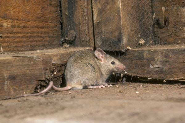 Duct tape is not a fool-proof way to keep mice out of your home.