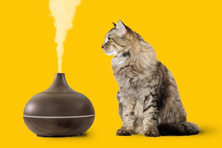 Essential oils are often used in candles, but they can be harmful to cats if they inhale the fumes.