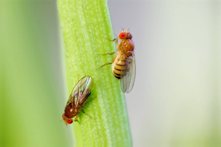 Fruit flies are attracted to the smell of ripening fruit, so one way to keep them away is to use a fruit fly trap.