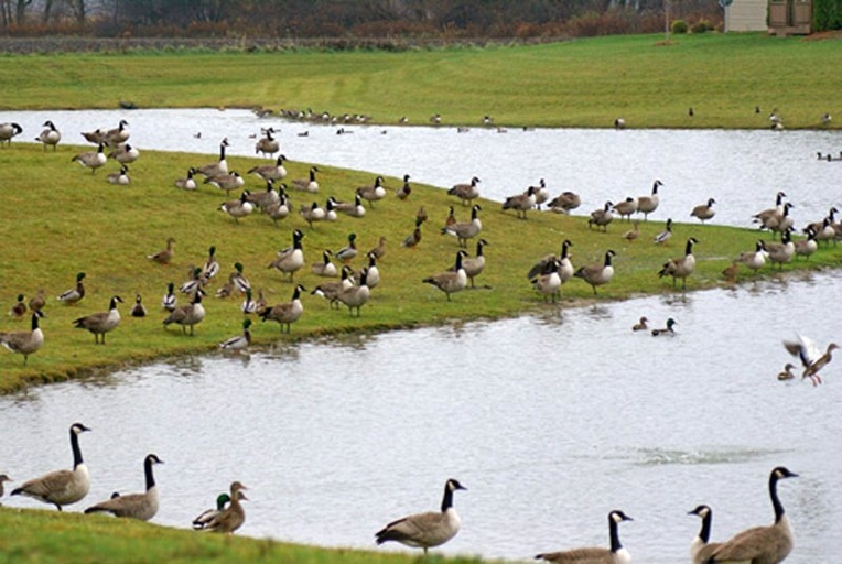 Geese poop in the water which can lead to the water being contaminated.