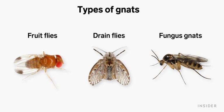 Gnats, also known as fruit flies, are small, annoying insects that are often found near fruit.