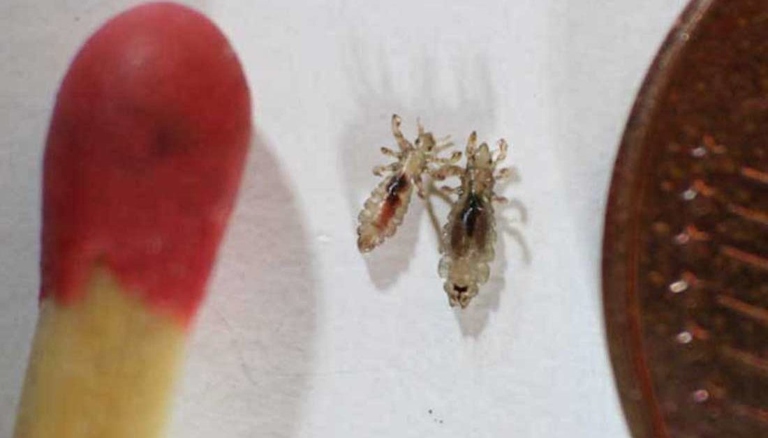 Head lice don't actually jump, they just crawl really, really fast.