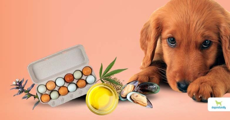 Healthy fats and oils are an important part of a dog's diet.