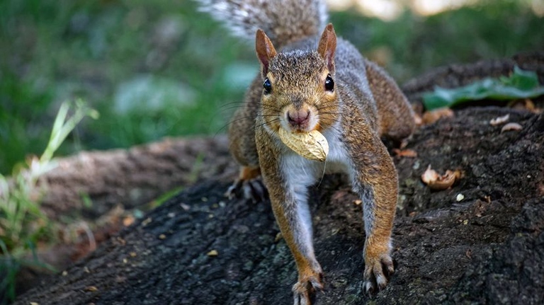 Hoarding habits are common among squirrels, who will often bury their food to save for later.