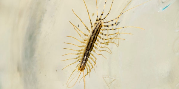 House centipedes are often found in homes because they are attracted to damp, dark places.