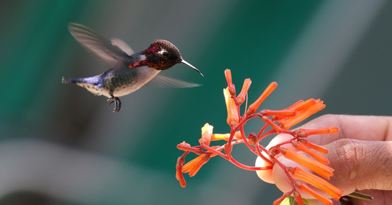 Hummingbirds are very small birds that are known for their ability to fly.