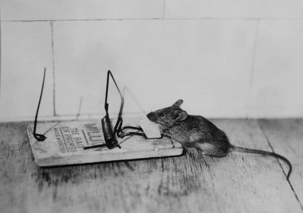 If you are looking for a humane way to catch a mouse, try using a mouse trap.