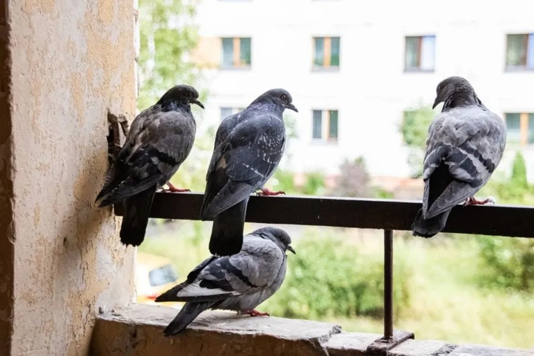 If you are looking for a way to keep pigeons off your balcony, one option is to cover the balcony in insulation wire.