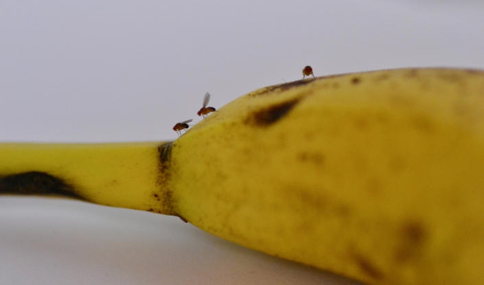 If you don't want fruit flies around your bananas (or any fruit for that matter), make sure to wash them thoroughly.