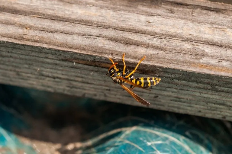 If you don't want wasps in your mailbox, one way to deter them is to put up a fake nest.