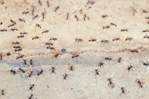 If you find ants in your car, it's important to take the time to figure out how they got there and to get rid of them.