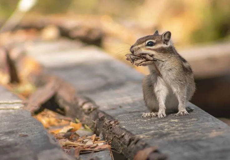 If you have a chipmunk infestation in your garage, you will likely see the animals running around or hear them chattering.