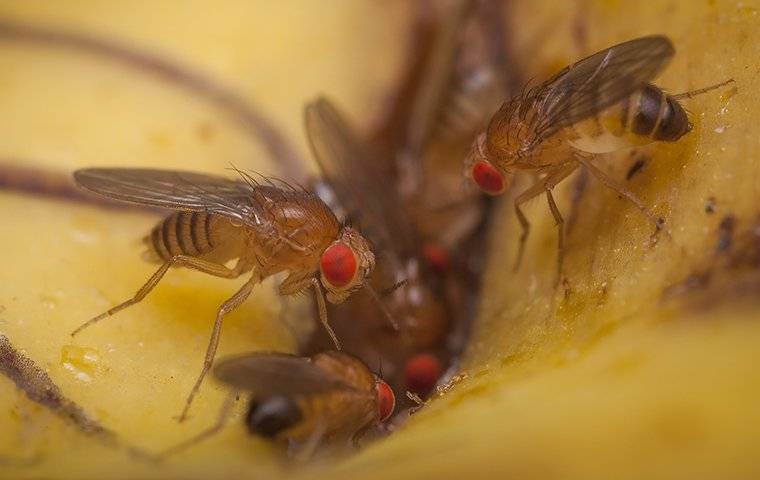 If you have a fruit fly problem, the best solution is to call an exterminator.