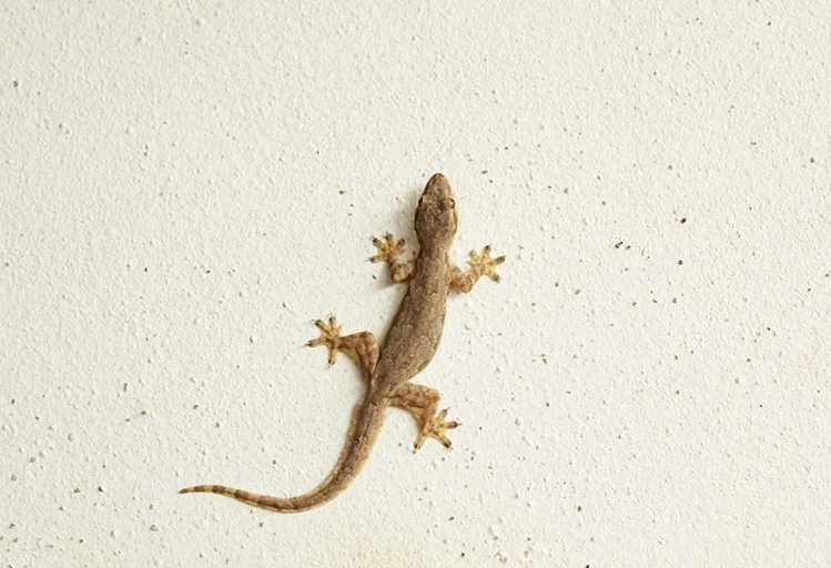 If you have a lizard problem in your home, the best solution is to catch and release the lizards outside.