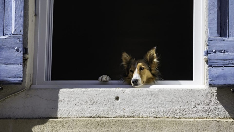 If you have a pet or small child, you may want to consider installing a heavy duty screen.