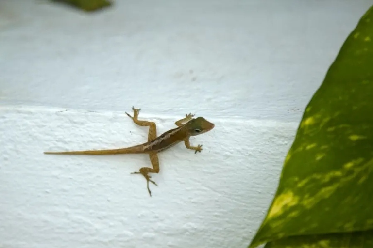 If you have a problem with lizards on your porch, try one of these 12 creative ways to get rid of them.