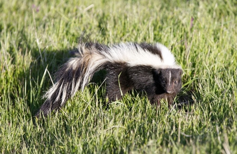 If you have a skunk smell in your garage, there are a few things you can do to get rid of it.
