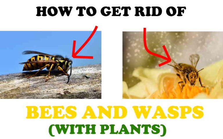 If you have a wasp problem in your garage, try planting a repellent plant.
