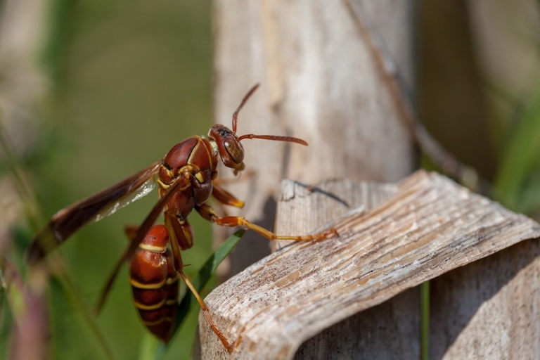 If you have a wasp problem in your home, there are a few things you can do to get rid of them.
